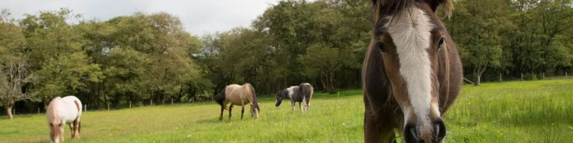 Lluest Horse and Pony Trust